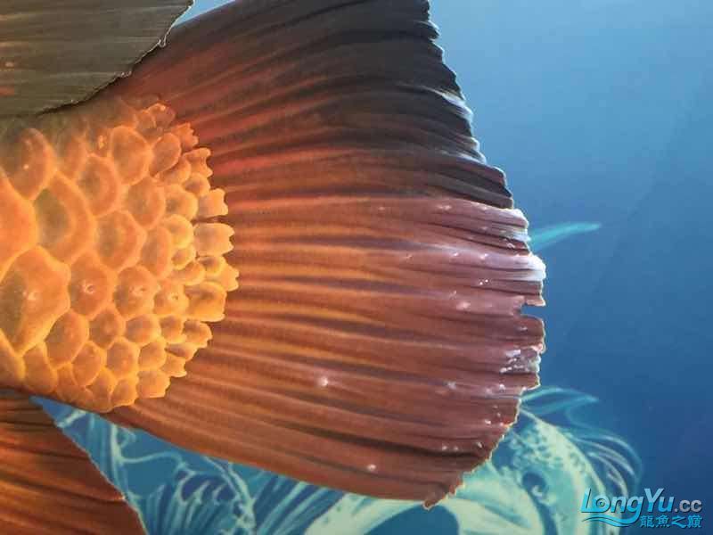 昌都水族館我的金龍得了白點病