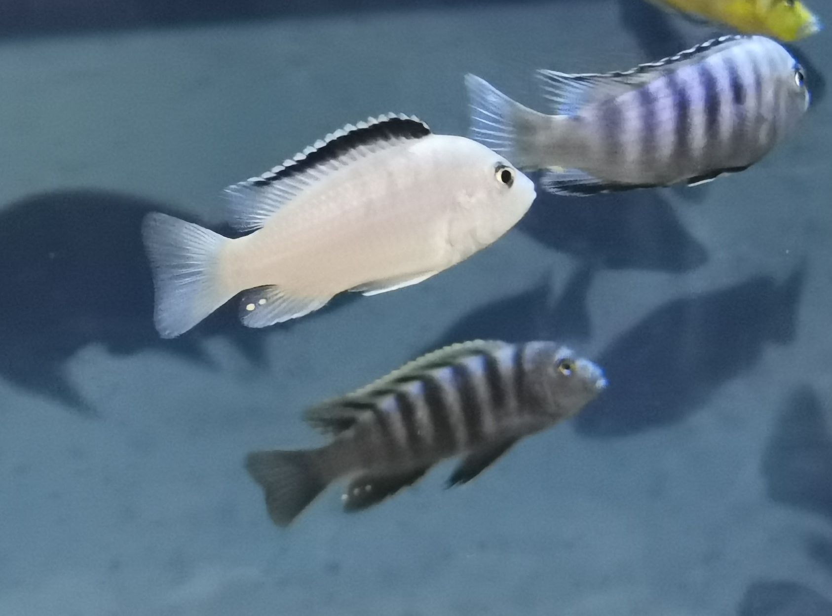 內(nèi)江水族館小板凳已備好又是一晚的賞魚～ 粗線銀版魚 第5張