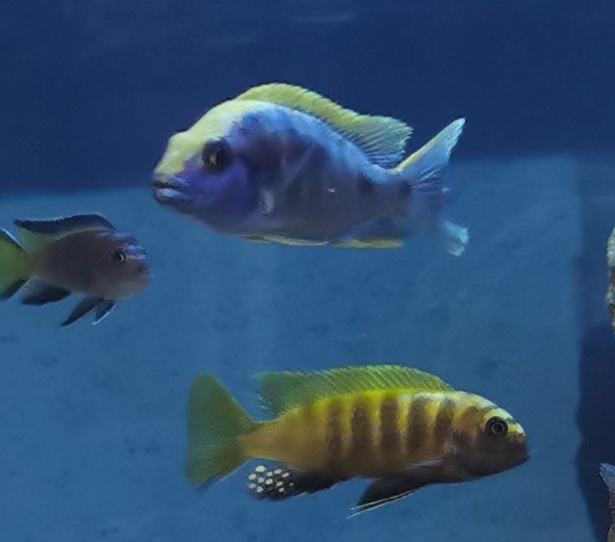 內(nèi)江水族館小板凳已備好又是一晚的賞魚～ 粗線銀版魚 第4張