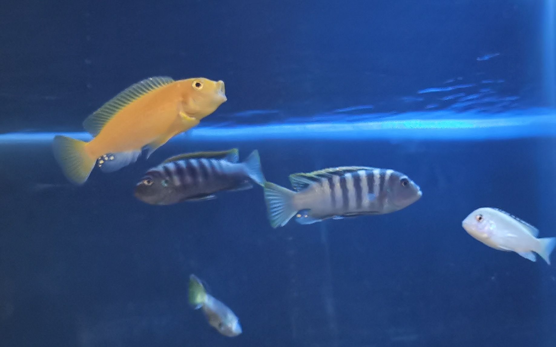 內(nèi)江水族館小板凳已備好又是一晚的賞魚～ 粗線銀版魚 第8張