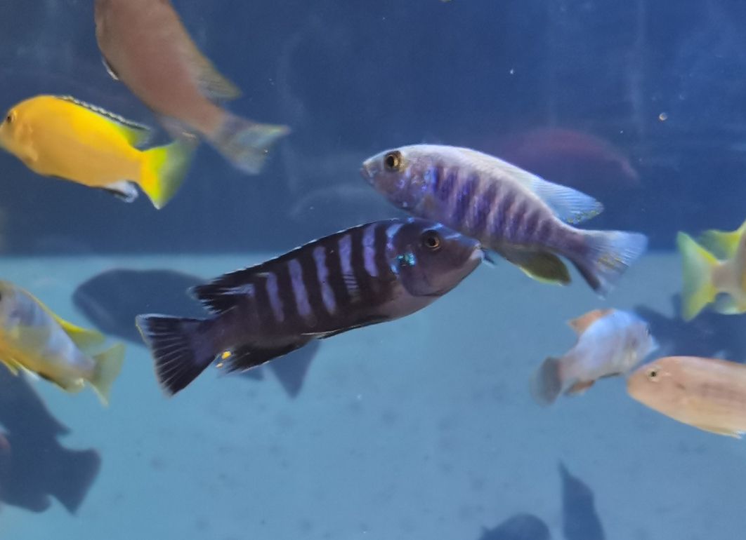 內(nèi)江水族館小板凳已備好又是一晚的賞魚～ 粗線銀版魚 第6張