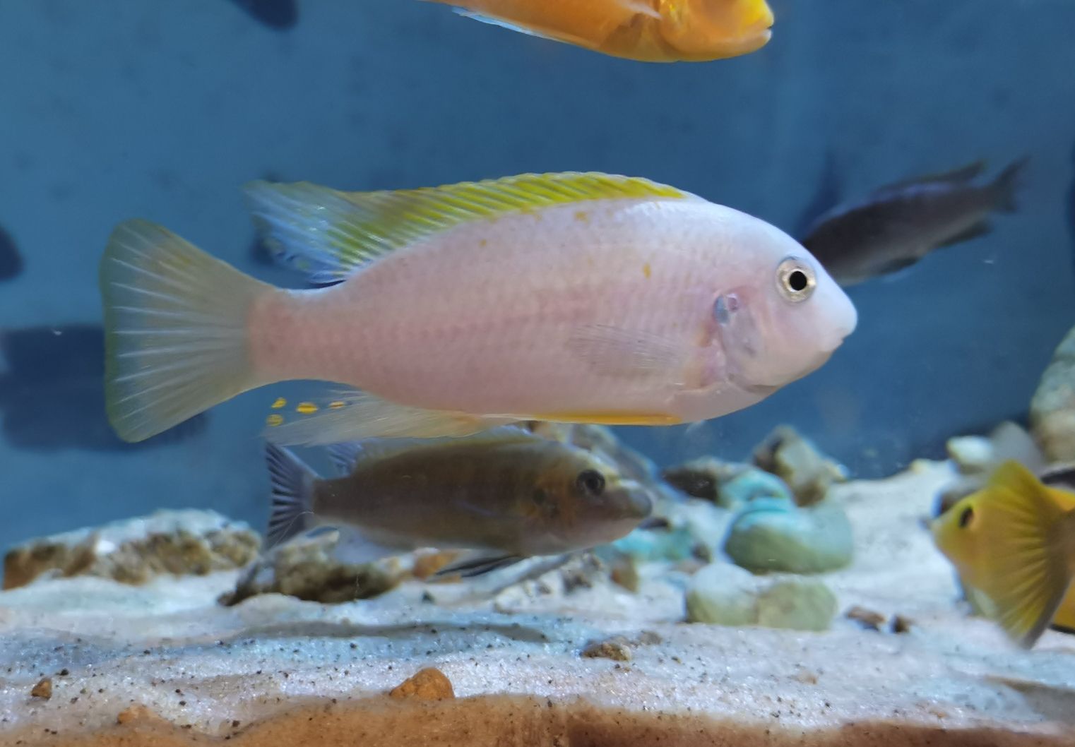 內(nèi)江水族館小板凳已備好又是一晚的賞魚～ 粗線銀版魚 第9張