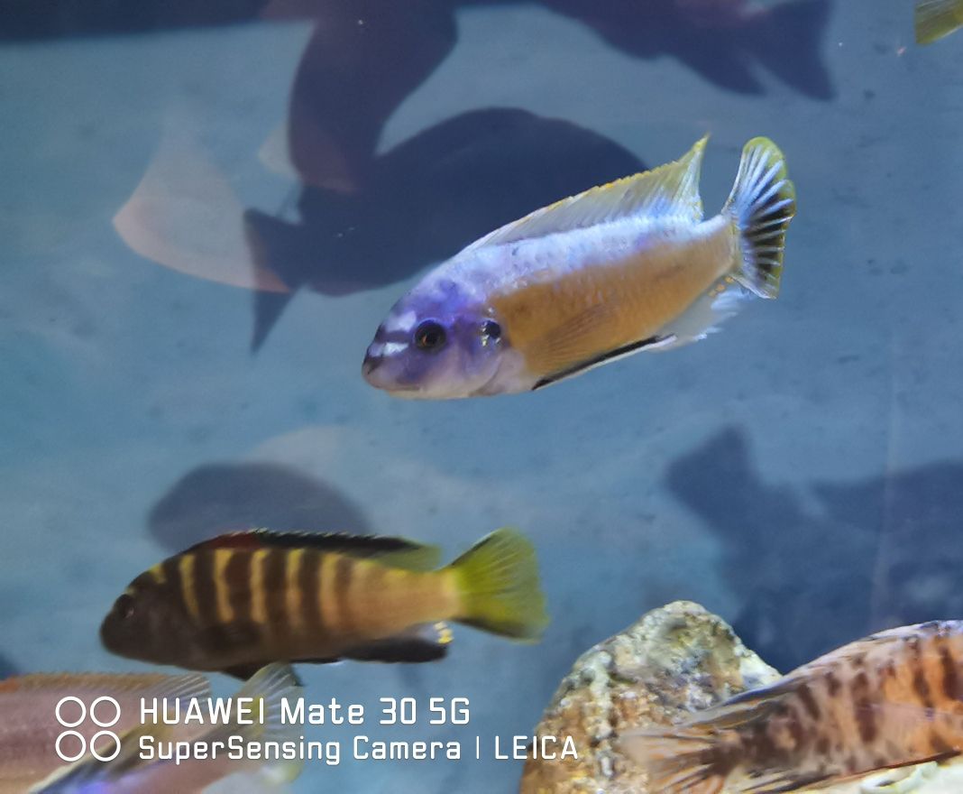 內(nèi)江水族館小板凳已備好又是一晚的賞魚～ 粗線銀版魚 第10張