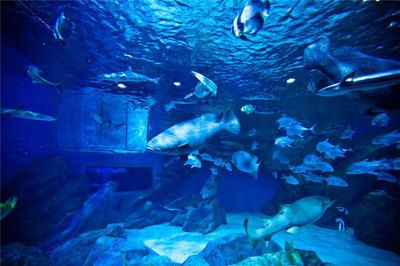 成都水族館（浩海立方海洋館的科普活動）