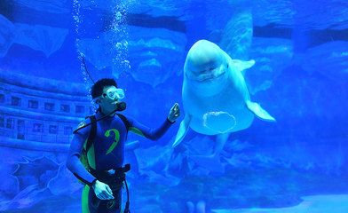 成都水族館（浩海立方海洋館的科普活動）