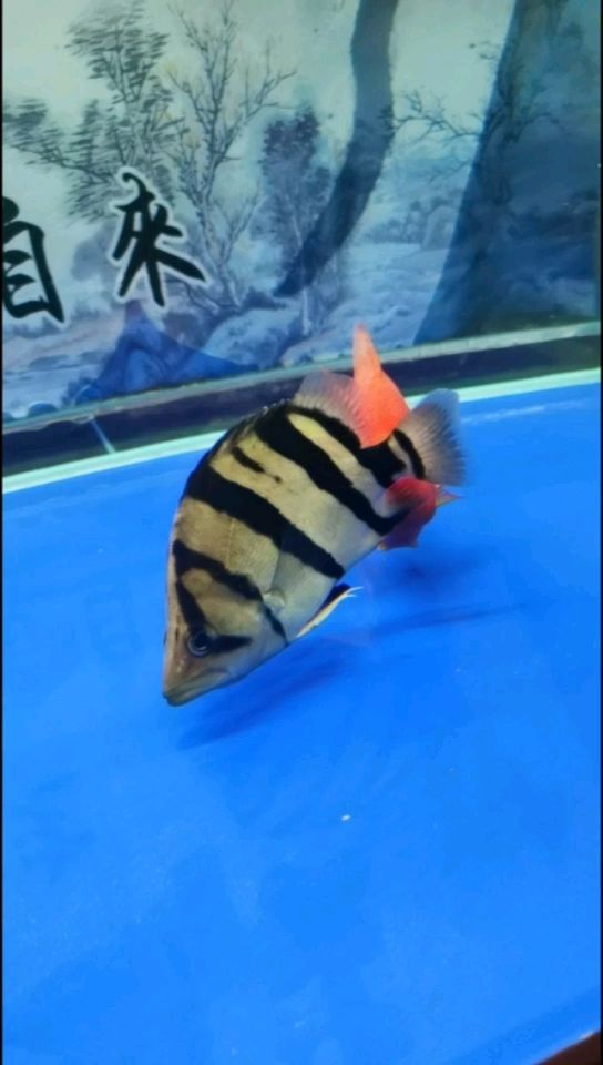 云浮水族館幫忙看看是財神魚嗎我不懂 福滿鉆魚 第1張