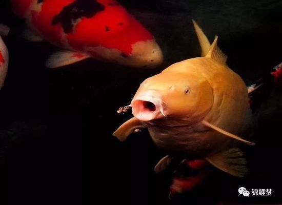 壽光市水中花園水族館（壽光市水中花園水族館詳細(xì)介紹壽光市水中花園水族館） 全國(guó)觀賞魚市場(chǎng)