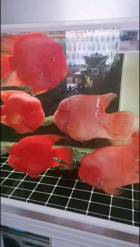 大理白族自治州水族館飯前一曬 申古三間魚 第2張