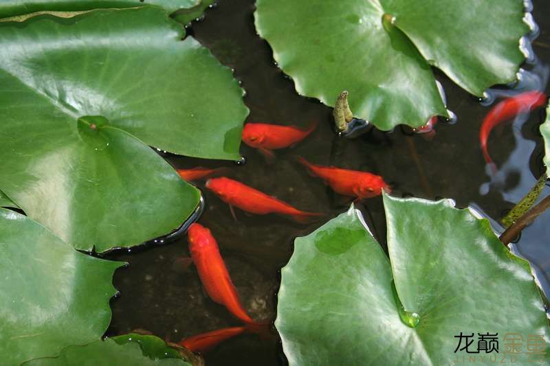 綿陽(yáng)水族館就在身邊的金魚(yú)生活