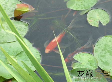 綿陽(yáng)水族館就在身邊的金魚(yú)生活