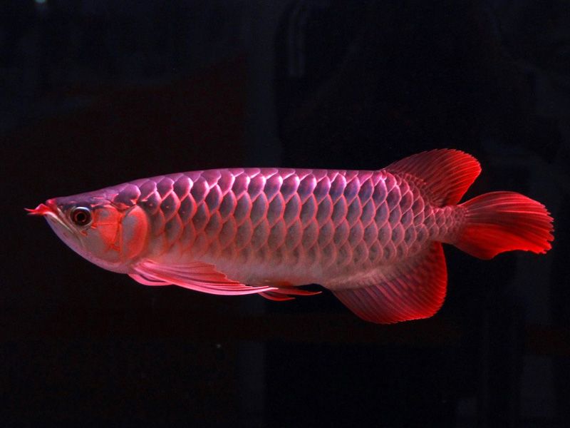 江門水族館紅馬發(fā)色