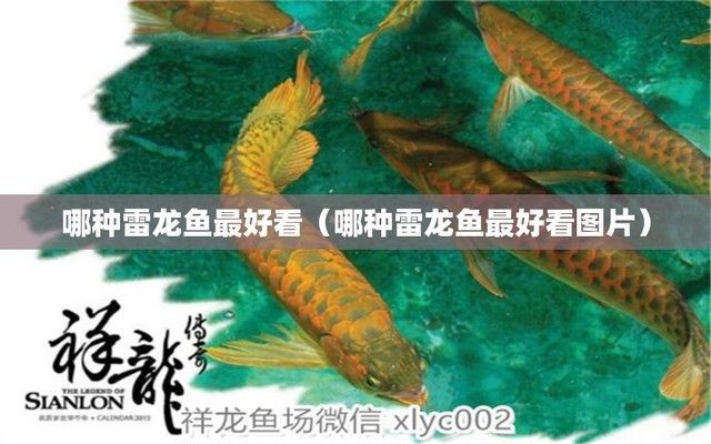 好看雷龍魚推薦（紅尾金龍和鬼王雷龍哪個(gè)好？） 龍魚百科 第3張