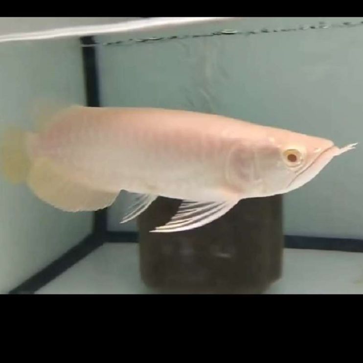 鄂州水族館2005款24技術(shù)型