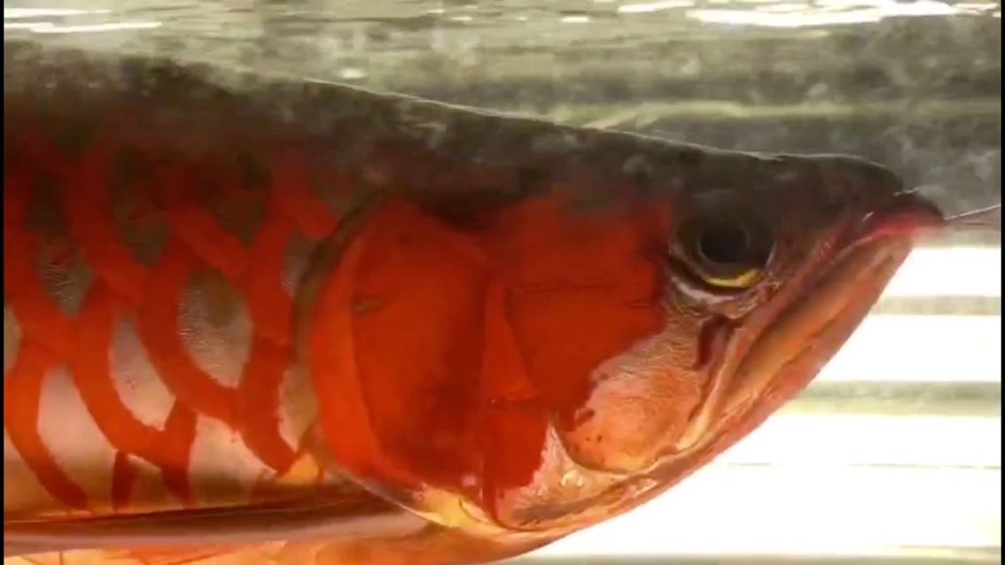 衡水水族館高端玩家就是高手