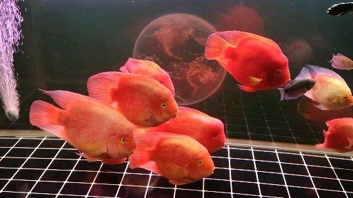 讓我們一起熟悉一下鸚鵡魚(yú)