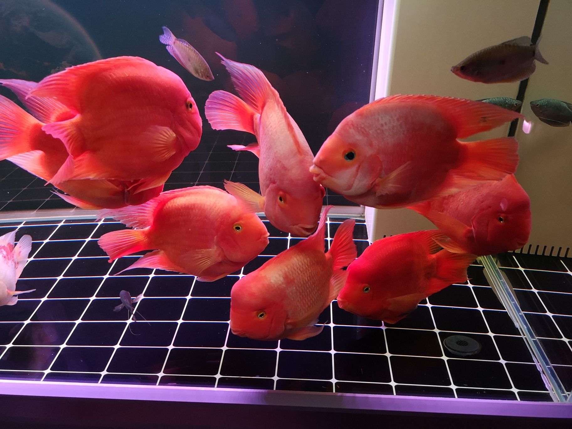 讓我們一起熟悉一下鸚鵡魚 鸚鵡魚 第4張