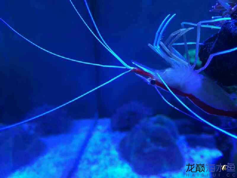 廊坊水族館好久沒(méi)有照片 紅白錦鯉魚(yú) 第5張