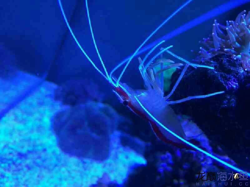 廊坊水族館好久沒(méi)有照片 紅白錦鯉魚(yú) 第6張