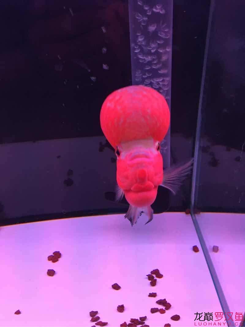 鶴壁水族館光頭強 黃金達(dá)摩魚 第4張