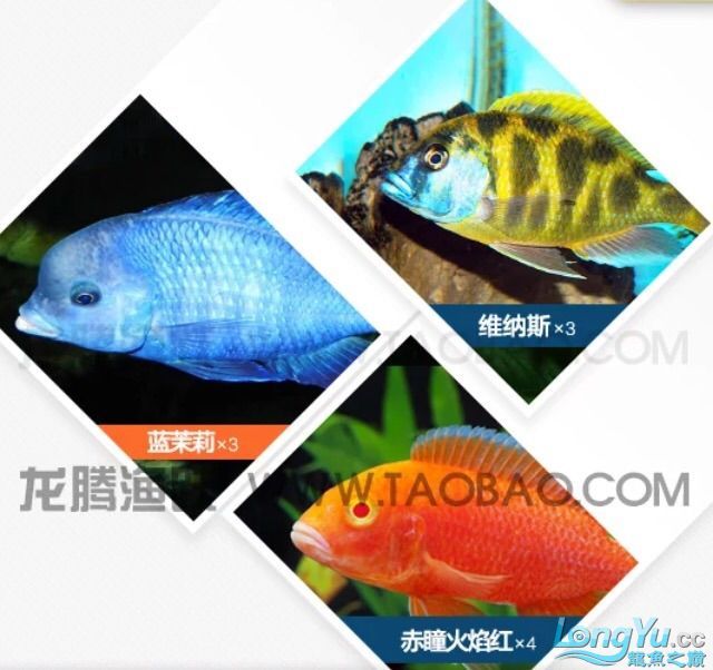 晉城觀賞魚市場(chǎng)新手缸前輩們來(lái)幫選選魚