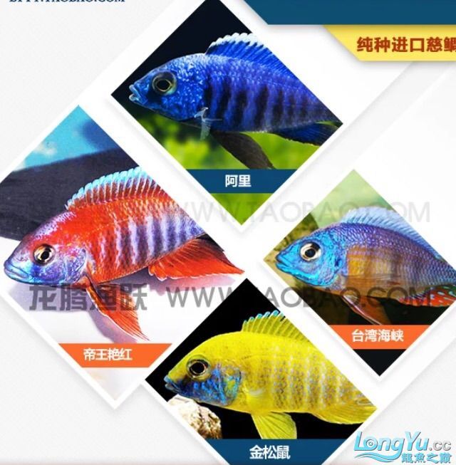 晉城觀賞魚市場(chǎng)新手缸前輩們來(lái)幫選選魚