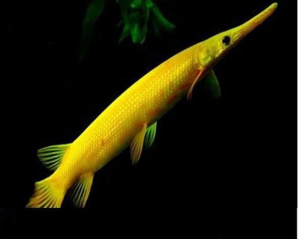 贛州水族館紅彩虹火狐貍 魚(yú)缸清潔用具 第1張