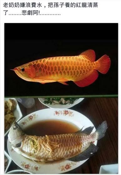 魟魚愛飛:魟魚:龍巔魚鄰