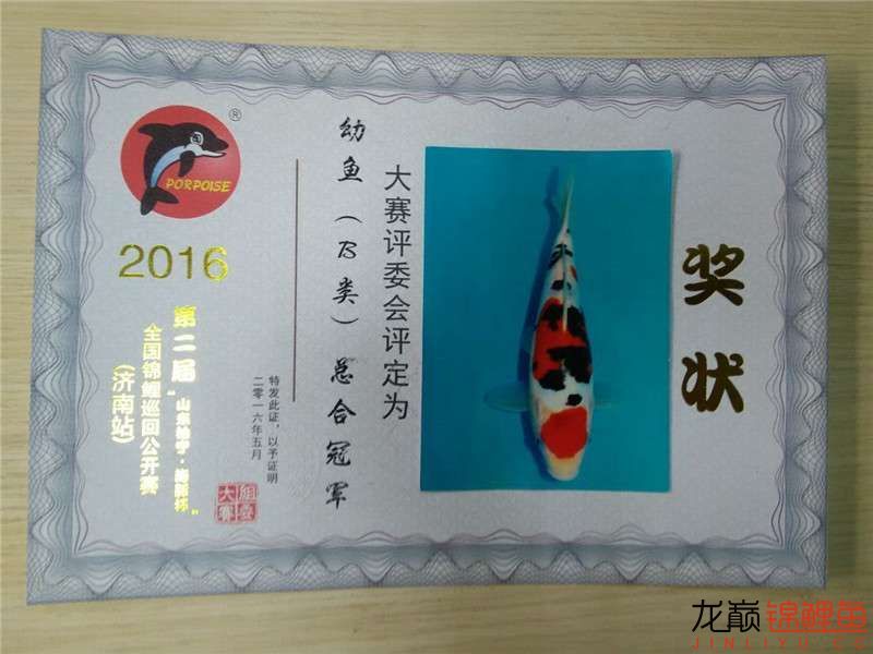 金上錦鯉2016年第二屆山東柏寧海豚杯濟(jì)南站圓滿落幕 羅漢魚 第11張