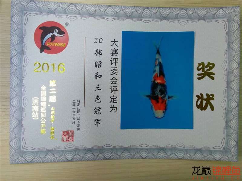 金上錦鯉2016年第二屆山東柏寧海豚杯濟(jì)南站圓滿落幕 羅漢魚 第26張