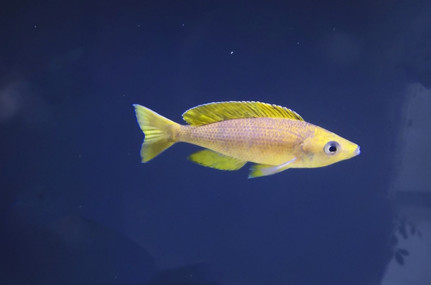 阿克蘇水族館雙印劍沙全黃公魚狀態(tài)嘎嘎的