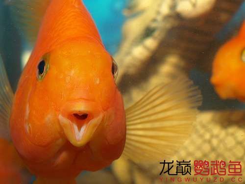 揚(yáng)州觀賞魚市場你嘟嘴賣萌給誰看