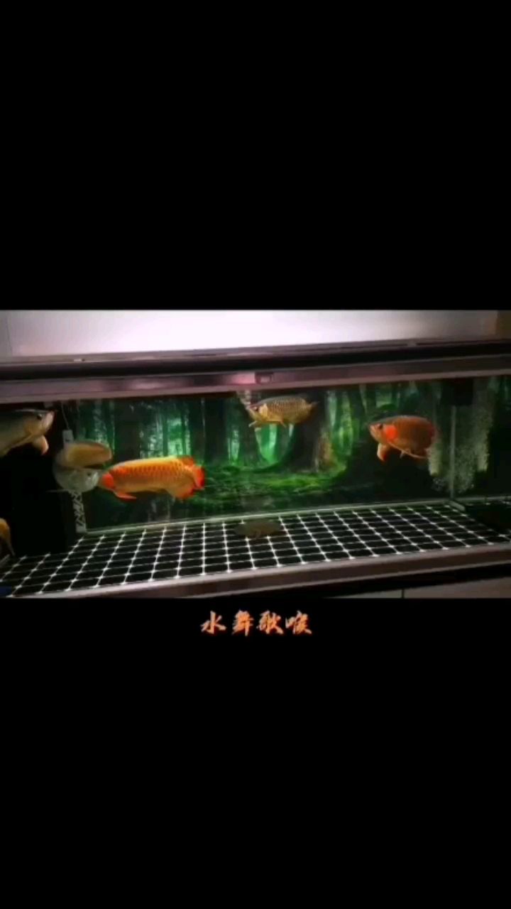 資陽觀賞魚市場混養(yǎng)也挺有樂趣 觀賞魚市場（混養(yǎng)魚） 第2張