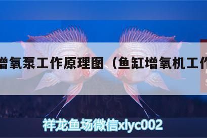 天津市寶坻區(qū)愛(ài)尚水族館（天津?qū)氎鎱^(qū)愛(ài)尚水族館） 全國(guó)觀賞魚(yú)市場(chǎng)