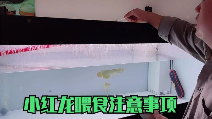 紅龍魚到家?guī)滋煳故常ㄈ绾闻袛嗉t龍魚適應(yīng)新環(huán)境，紅龍魚喂食最佳時(shí)間段）