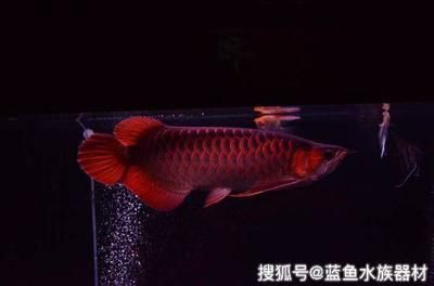 紅龍魚到家?guī)滋煳故常ㄈ绾闻袛嗉t龍魚適應(yīng)新環(huán)境，紅龍魚喂食最佳時(shí)間段）