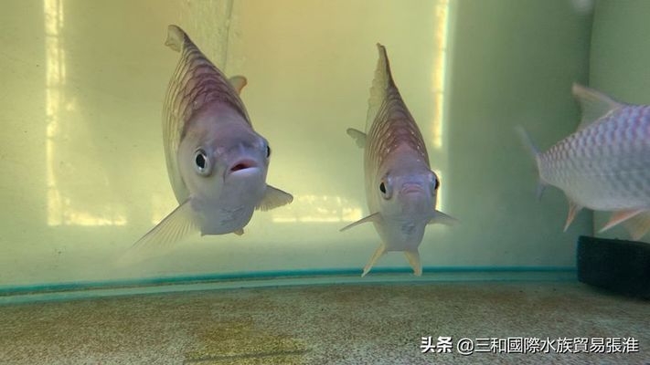 檸檬鯽（檸檬鯽在水族市場(chǎng)上有一定的需求，在高端水族市場(chǎng)上有一定的需求）