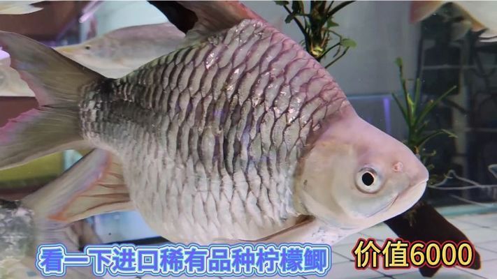 檸檬鯽（檸檬鯽在水族市場上有一定的需求，在高端水族市場上有一定的需求） 龍魚百科 第4張