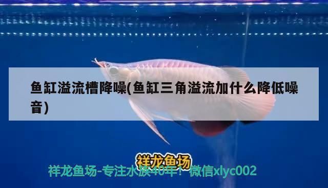 過背金龍魚一年可以長多大了呢（如何提高過背金龍魚生長速度） 龍魚百科 第4張