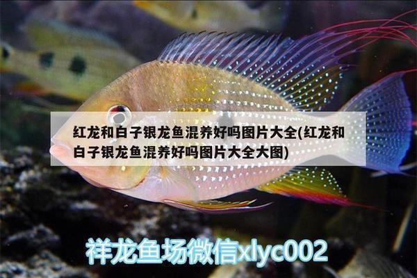 紅龍和白子銀龍魚混養(yǎng)可以嗎（紅龍和白子銀龍魚混養(yǎng)在理論上是可行的）