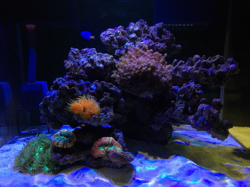 雞西水族館新開個(gè)小缸開始加生物