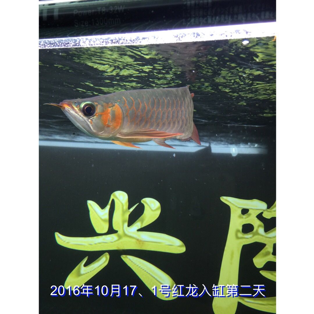 海北藏族自治州觀賞魚市場(chǎng)1號(hào)紅龍4129成長(zhǎng)記錄