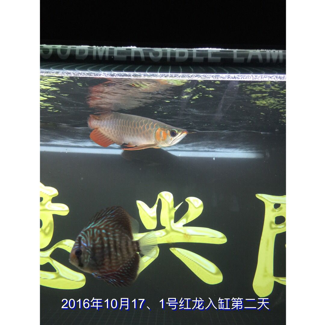 海北藏族自治州觀賞魚市場(chǎng)1號(hào)紅龍4129成長(zhǎng)記錄