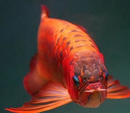 平頂山水族館謝謝觀賞