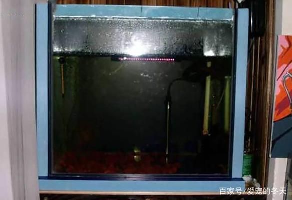 金龍魚(yú)產(chǎn)品創(chuàng)新案例（金龍魚(yú)在推出新口味油品時(shí)是如何確保其市場(chǎng)接受度的） 水族問(wèn)答