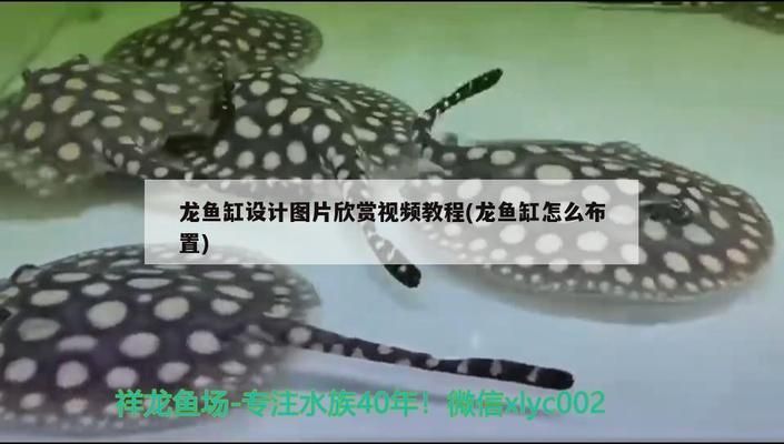 龍魚缸視頻欣賞教程圖片（龍魚缸diy材料清單） 龍魚百科 第2張