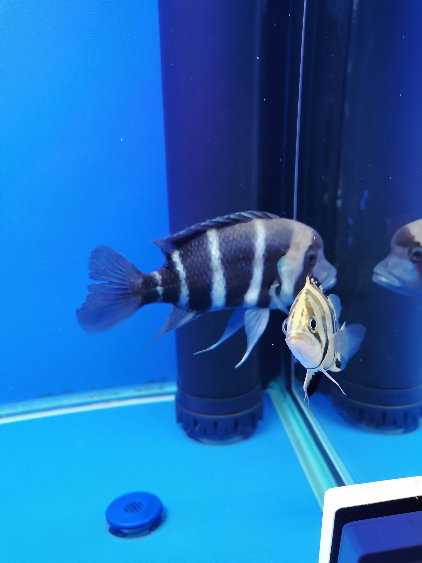 日喀則水族館瞅啥 黑桃A魚苗 第5張