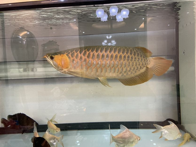 rsk原色限量 觀賞魚市場（混養(yǎng)魚） 第10張