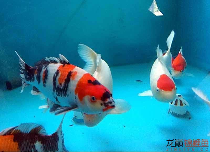 金華觀(guān)賞魚(yú)市場(chǎng)絕世之美 觀(guān)賞魚(yú)市場(chǎng)（混養(yǎng)魚(yú)） 第6張