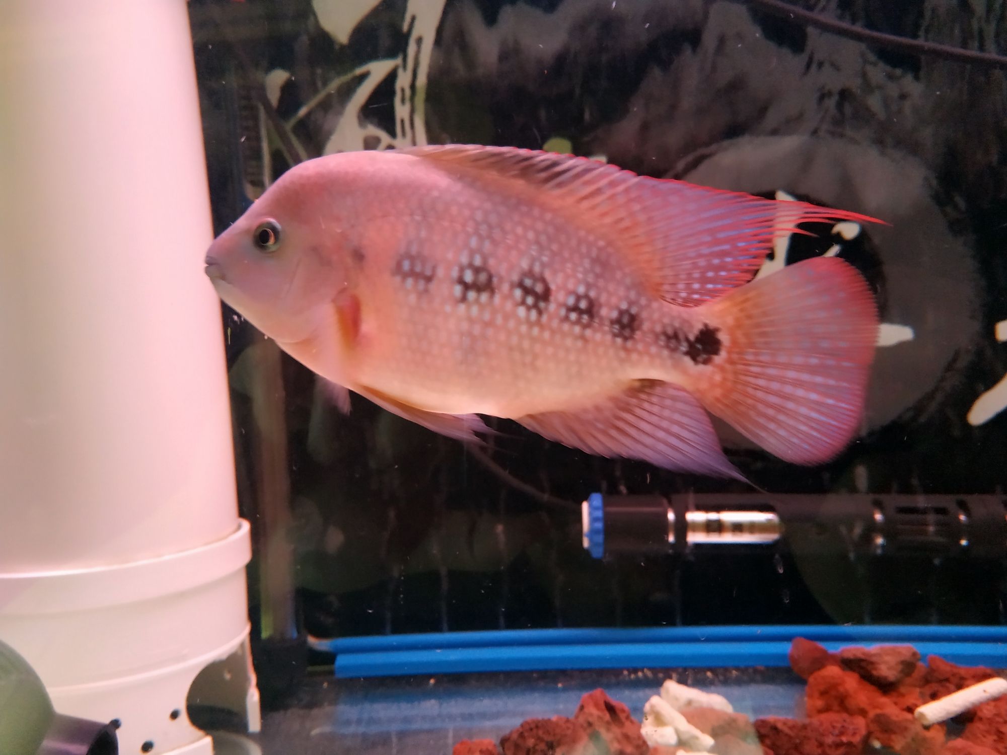 六盤水觀賞魚市場背帶紋身紅馬 觀賞魚市場（混養(yǎng)魚） 第2張