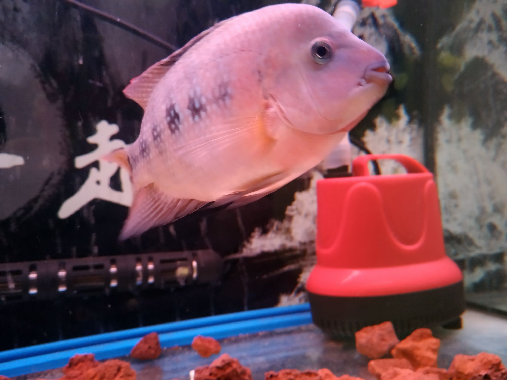 六盤水觀賞魚市場背帶紋身紅馬 觀賞魚市場（混養(yǎng)魚） 第1張